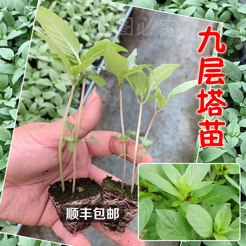 九层塔苗 可食用香料罗勒秧苗 厨房常用香料金不换秧苗