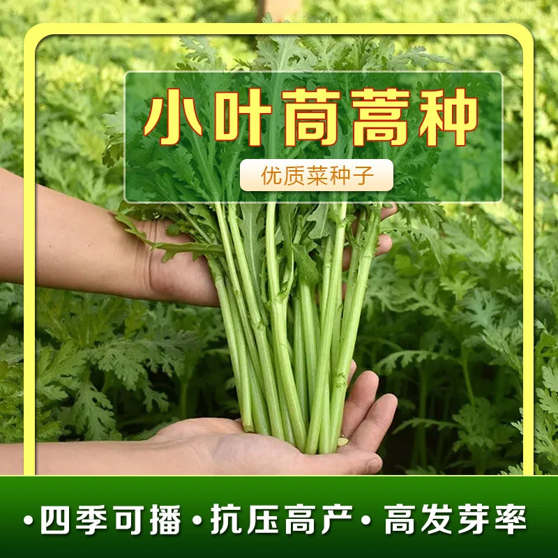 小叶茼蒿种子 香味横溢 多次采收 四季播春夏秋耐热耐绿色催芽
