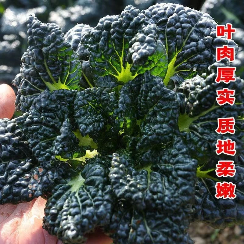 【顺丰包邮】黑心乌塌菜苗乌塌菜四季冬天耐寒蔬菜苗幼苗阳台盆栽