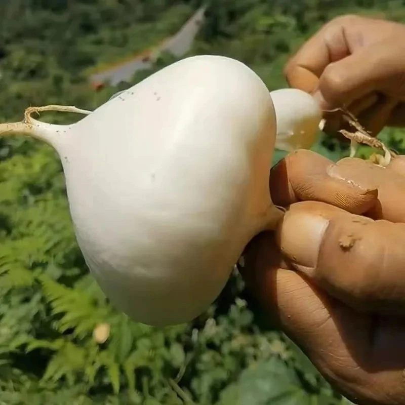 【自家种植】贵州地萝卜凉薯地瓜脆爽鲜嫩多汁3斤/5斤皮薄包赔