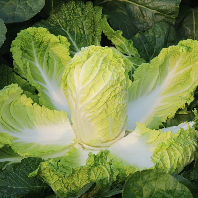 娃娃菜露天种植新鲜娃娃菜净重5斤现摘现发黄心娃娃菜火锅涮菜NM