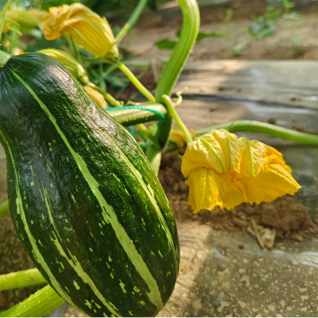 京平农庄 原生态 倭瓜2斤 鲜嫩香甜  顺丰包邮新鲜