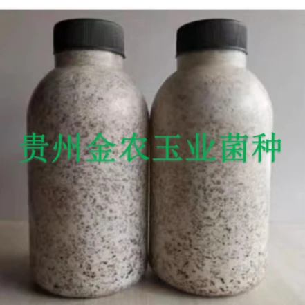 蘑菇种植菌种原种栽培农用批量食用菌