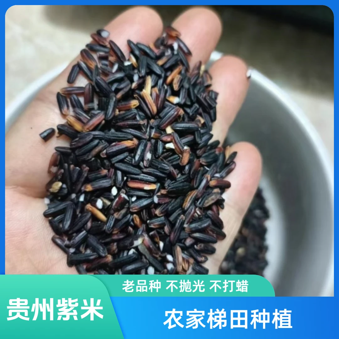 贵州黔东南高山梯田胭脂紫米 黏糯 天然米香产自健康营养