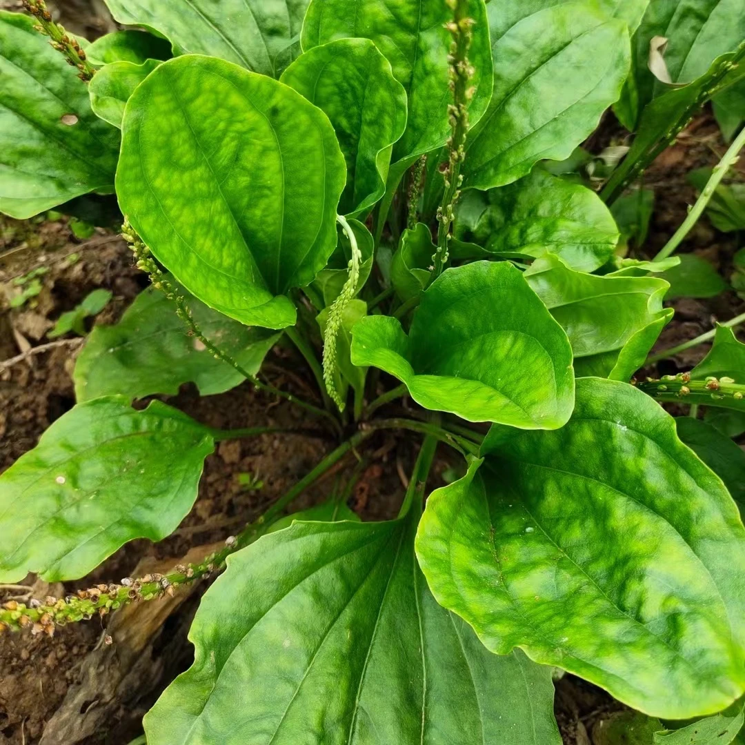 四川深山车前草纯天然正宗车前草整颗带根车前子车轮菜