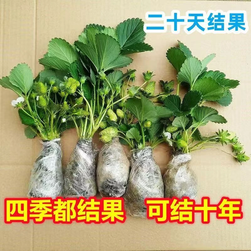四季草莓苗南方北方种植盆栽地栽苗阳台当年结果奶油红颜草莓秧苗