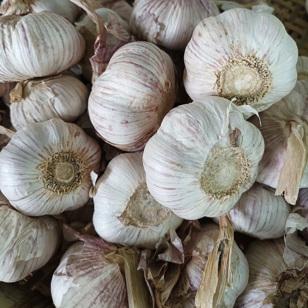 湘西农家自种紫皮大蒜（蒜香十足）净重两斤