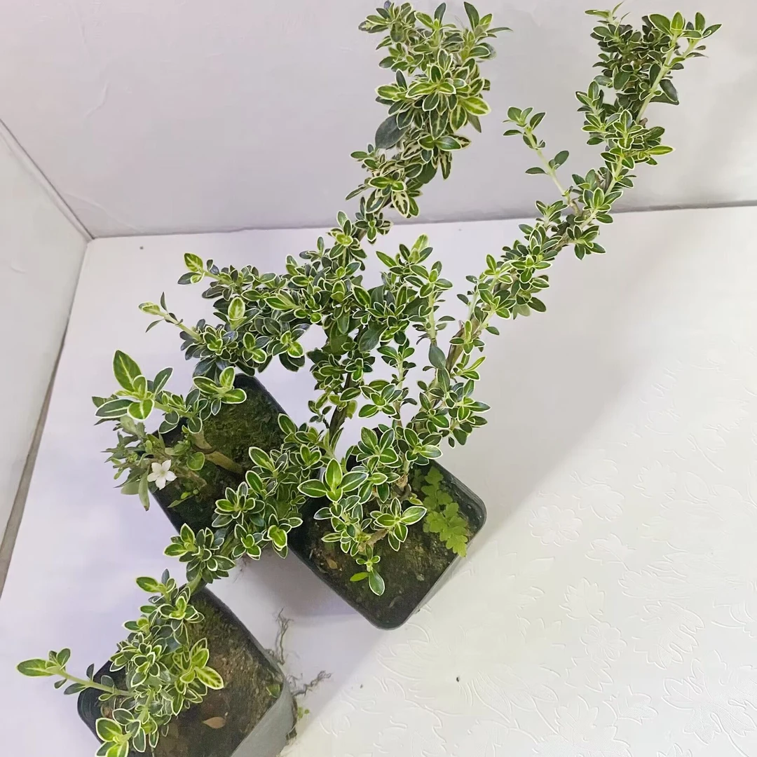 六月雪盆景悬崖白花茶桌禅意室内窗台小绿植物办公室桌面盆栽
