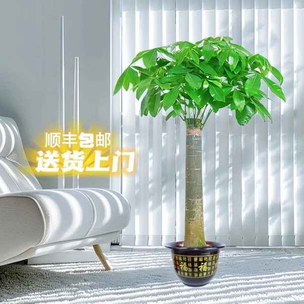 大型单杆发财树室内绿植好养易活四季常青可适用乔迁开业送人送礼