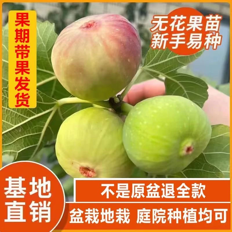 珍果嫂金傲芬大金果无花果庭院阳台种植四季挂果高产耐寒耐旱品种