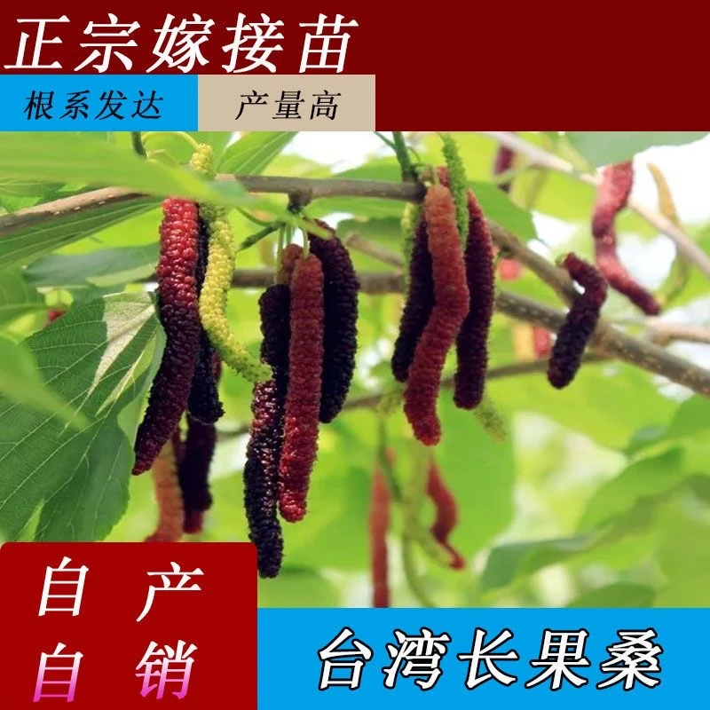 台湾长果桑葚苗当年结果盆栽地栽庭院阳台种植