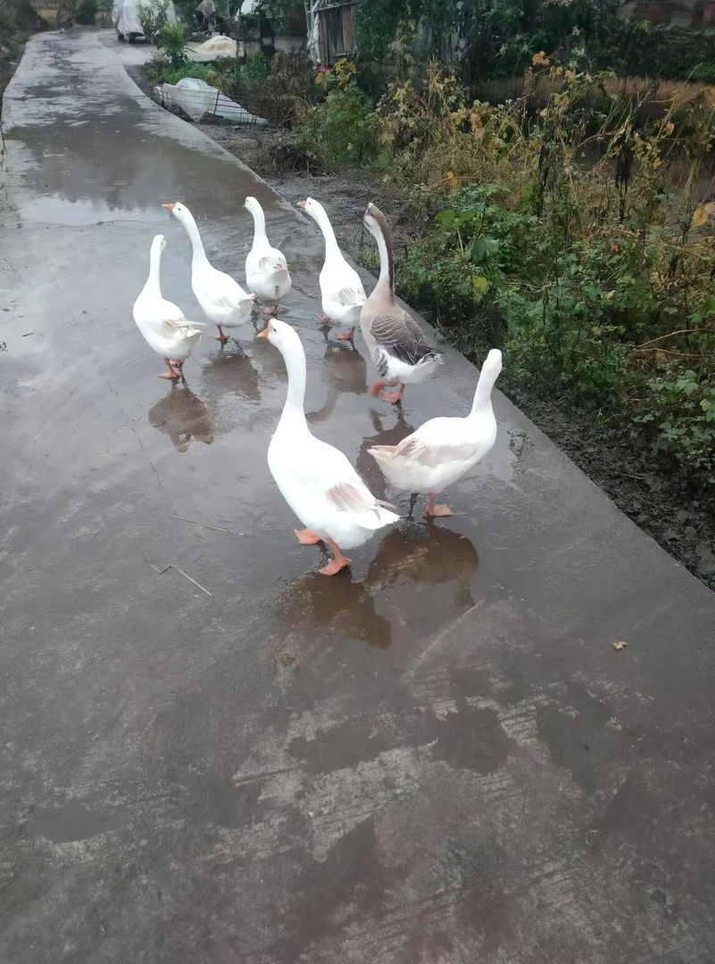 农村放养大白鹅，稻田里散养绿色生态【宰杀后不退】