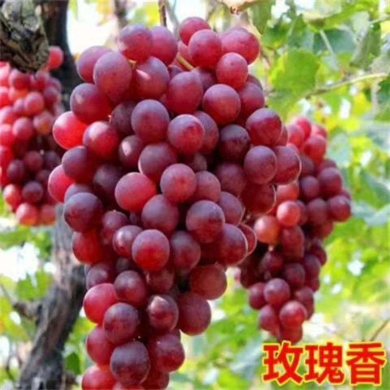 嫁接玫瑰香葡萄树苗巨峰葡萄苗盆栽当年结果葡萄树苗爬藤