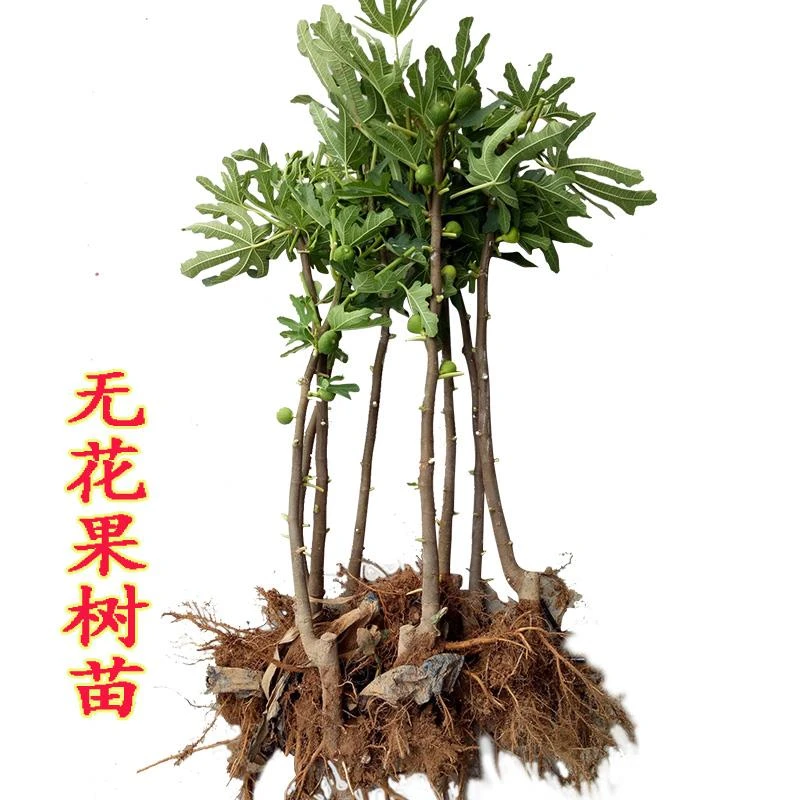 无花果树果苗盆栽矮化特大果波姬红南方北方种植无花果苗树苗带土