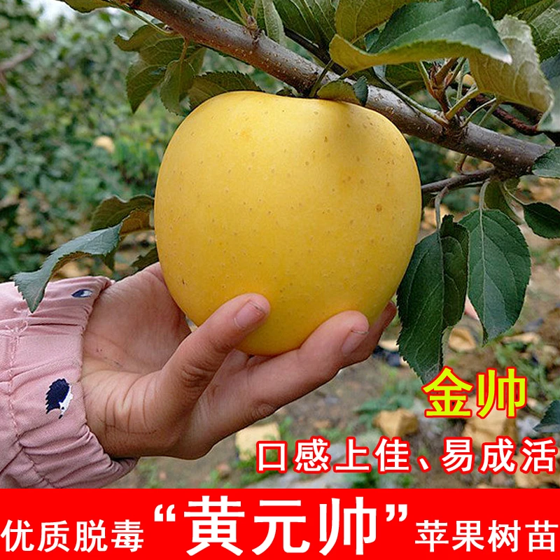嫁接黄元帅苹果树苗矮化金帅苹果苗粉面黄香蕉当年结果北南方种植