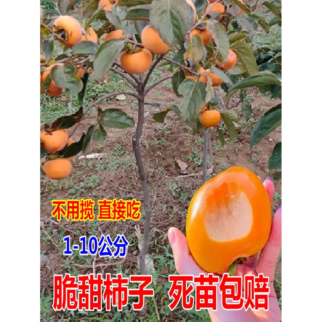 柿子苗树脆甜柿无核柿南北方种植特大庭院地栽当年结果柿子树果苗