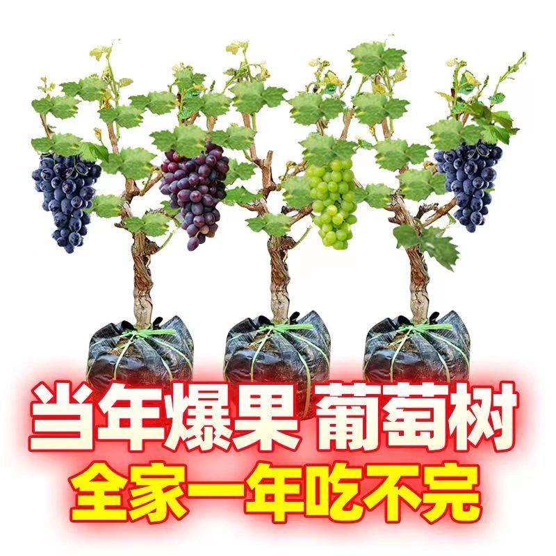 特大葡萄树苖阳光玫瑰蓝宝石葡萄苗庭院树形果树果苗盆栽葡萄树苗