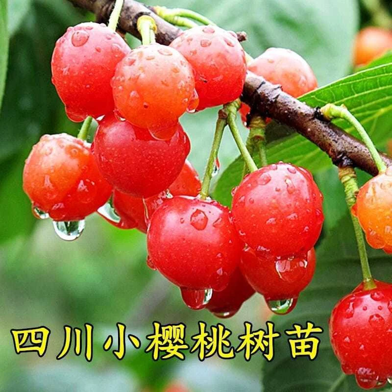 樱桃树苗 四川小樱桃树苗土樱桃树苗南北方四季易种当年结果
