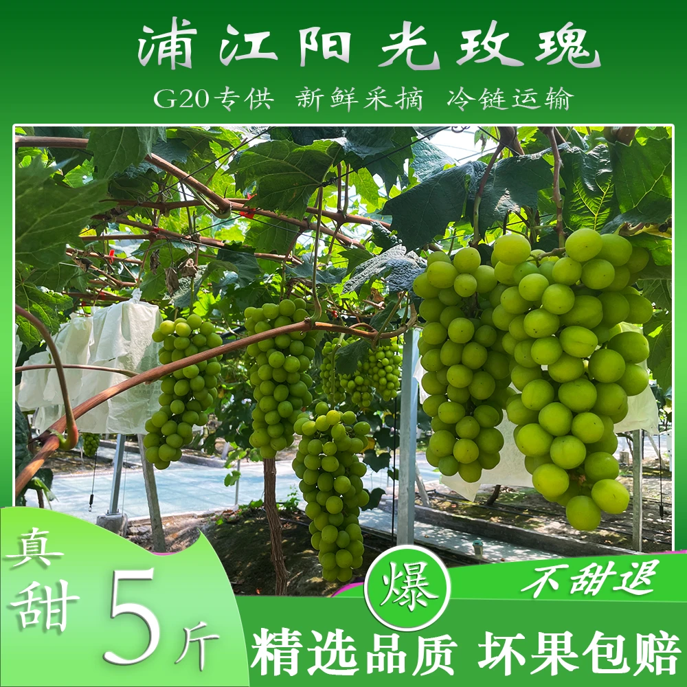 Liangsong/靓松【晴王】阳光玫瑰葡萄整串现摘现发新鲜应季水果