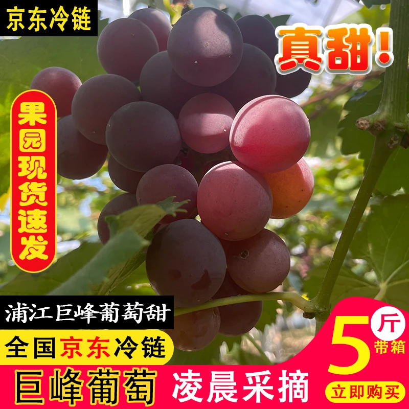Liangsong/靓松浦江巨峰葡萄整串现摘现发新鲜水果绿色食品