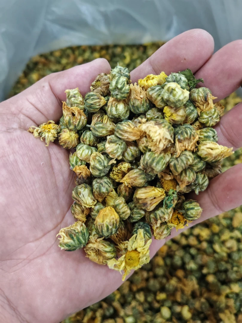 新鲜胎菊，杭白菊，实图，无修饰，如线下亲见，自然晾晒无添加