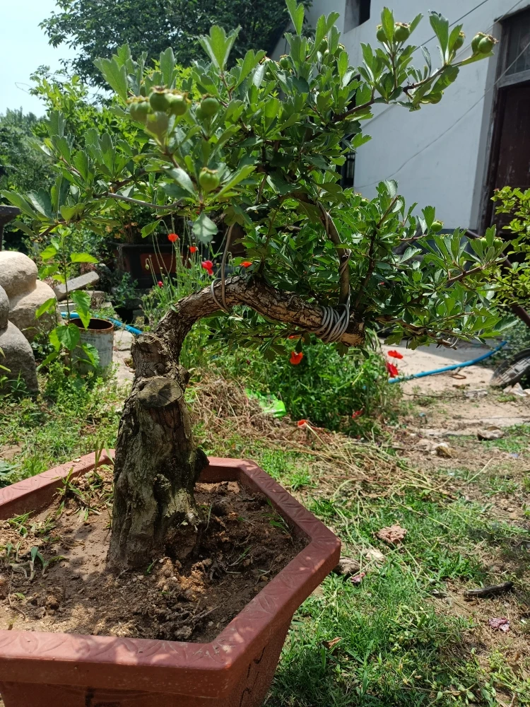 野生小叶山里红盆景