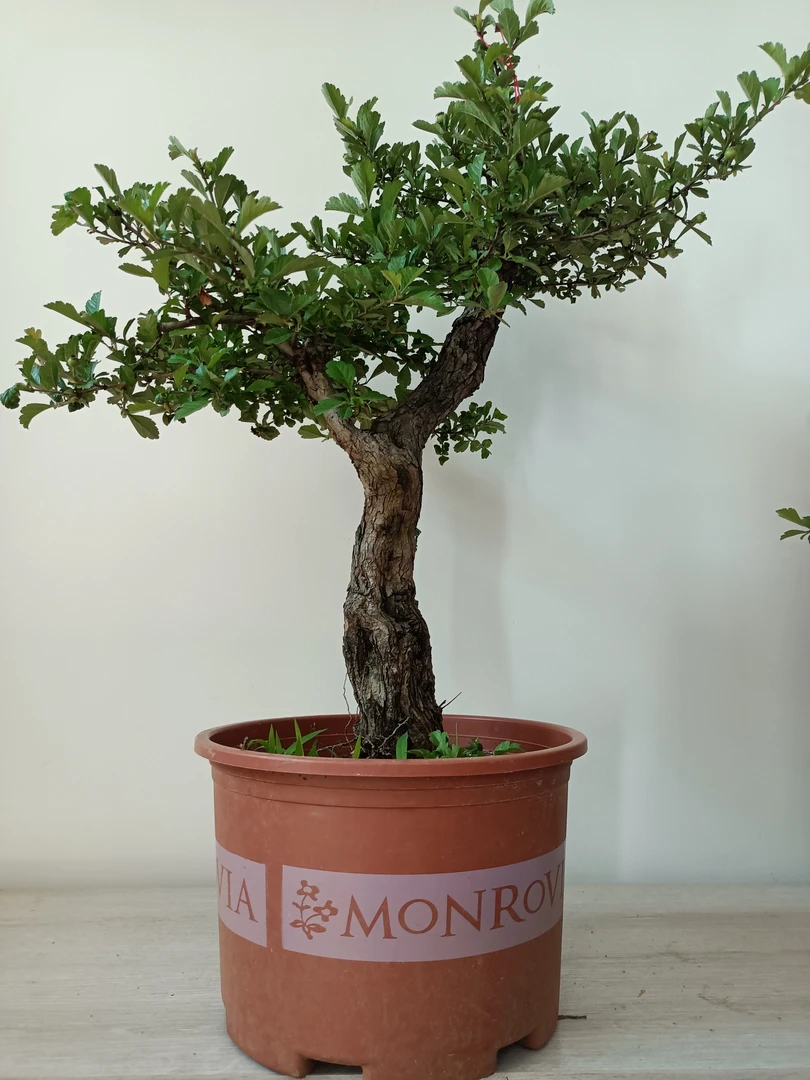 野生小叶山里红盆景