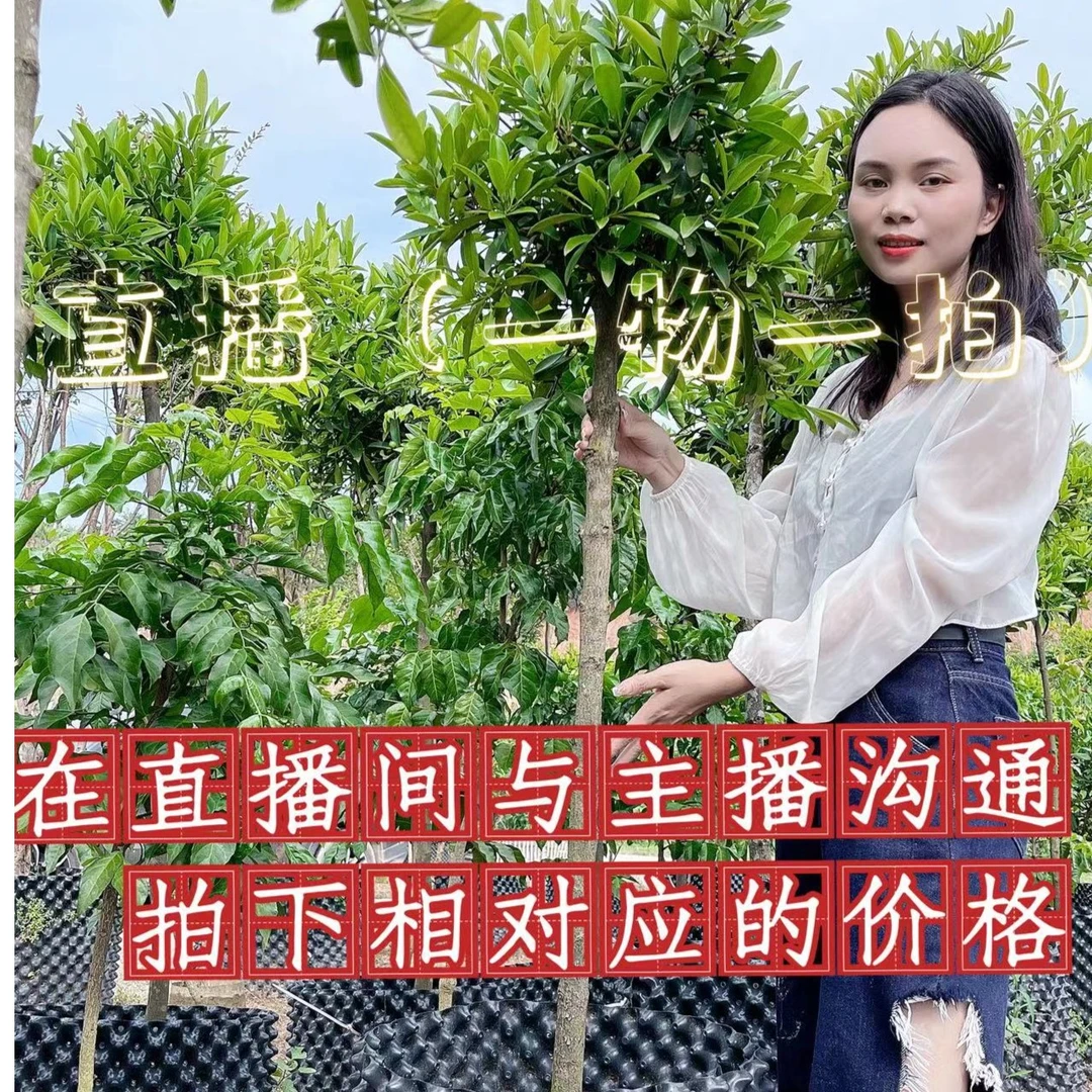 直播间【一物一拍】精选果苗  庭院盆栽地栽种植