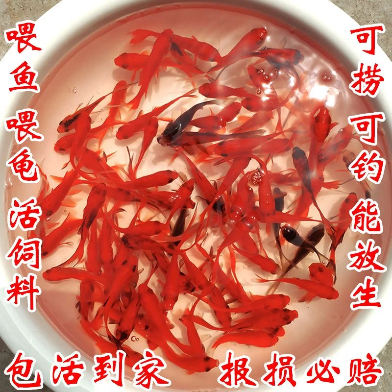 无品牌草金锦鲤龙凤（到货拍开袋视频，只包路损，入缸死亡免开尊口