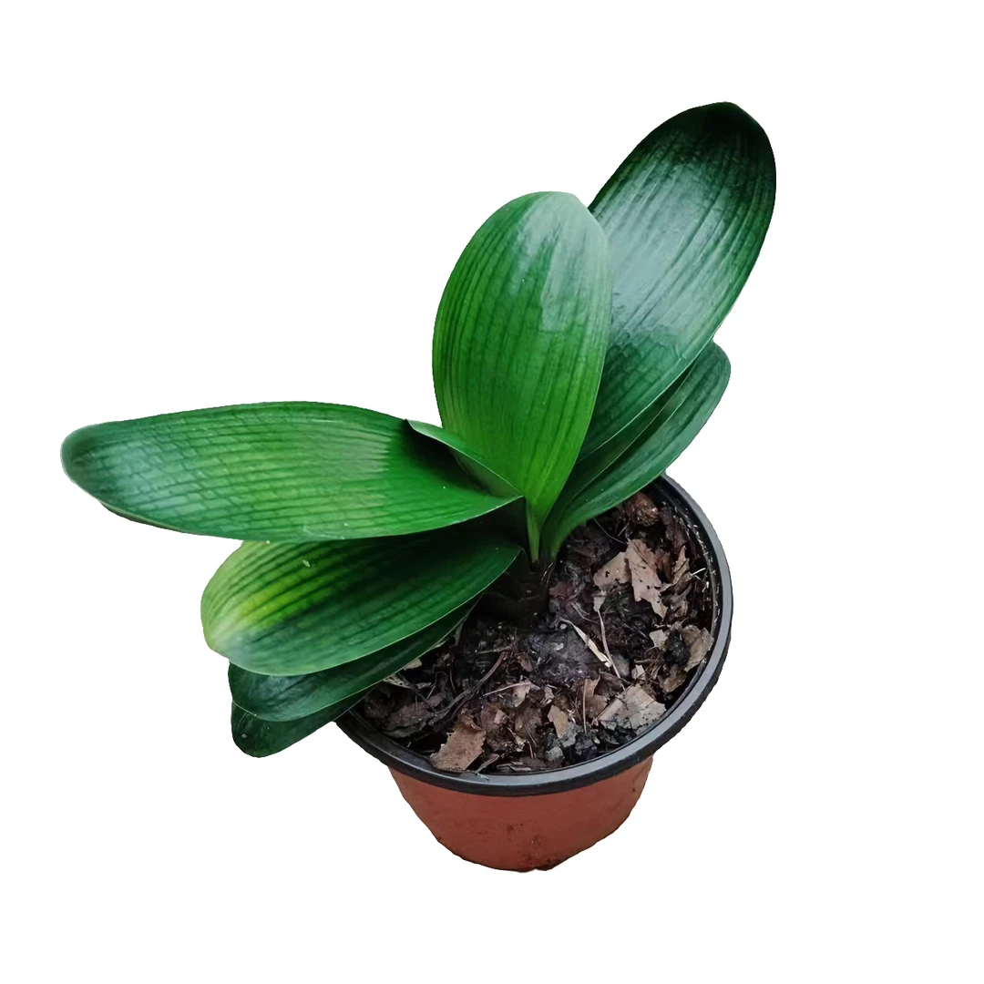 君子兰圆头立板直播专用