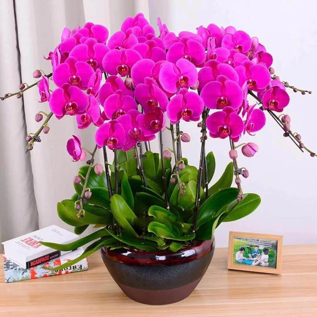 带花剑客厅蝴蝶兰花苗带花苞盆栽兰花大苗室内植物花卉四季好养活
