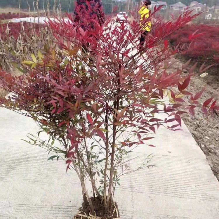 火焰南天竹盆栽老桩树苗水养庭院南天竹马醉木室内客厅阳台植物