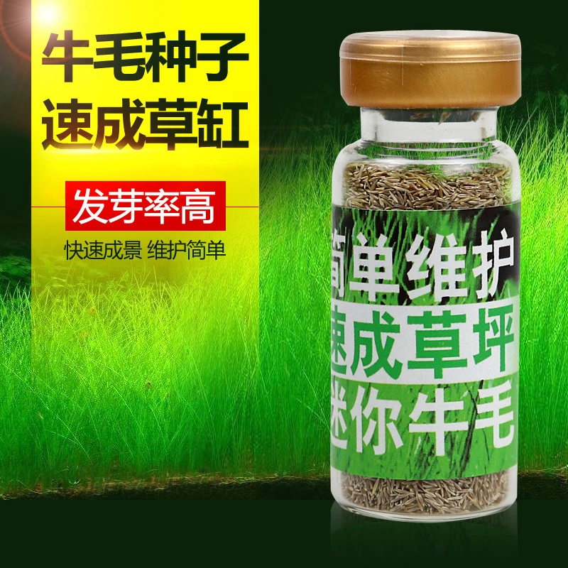 鱼缸装饰水草种子前景活体造景迷你真水草对叶草皮种子牛毛毡种植