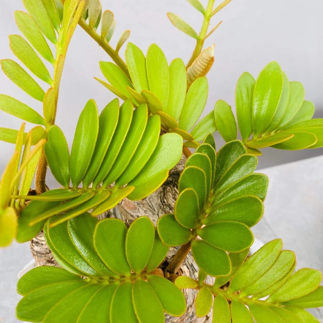 墨西哥铁树 单头多头怪桩 耐旱室内室外好养绿植（直播间一物一拍）