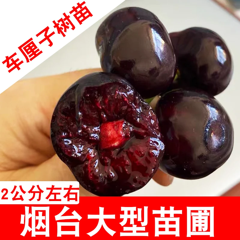2公分车厘子树苗大樱桃树樱桃苗南方北方种植果树苗地栽嫁接授粉