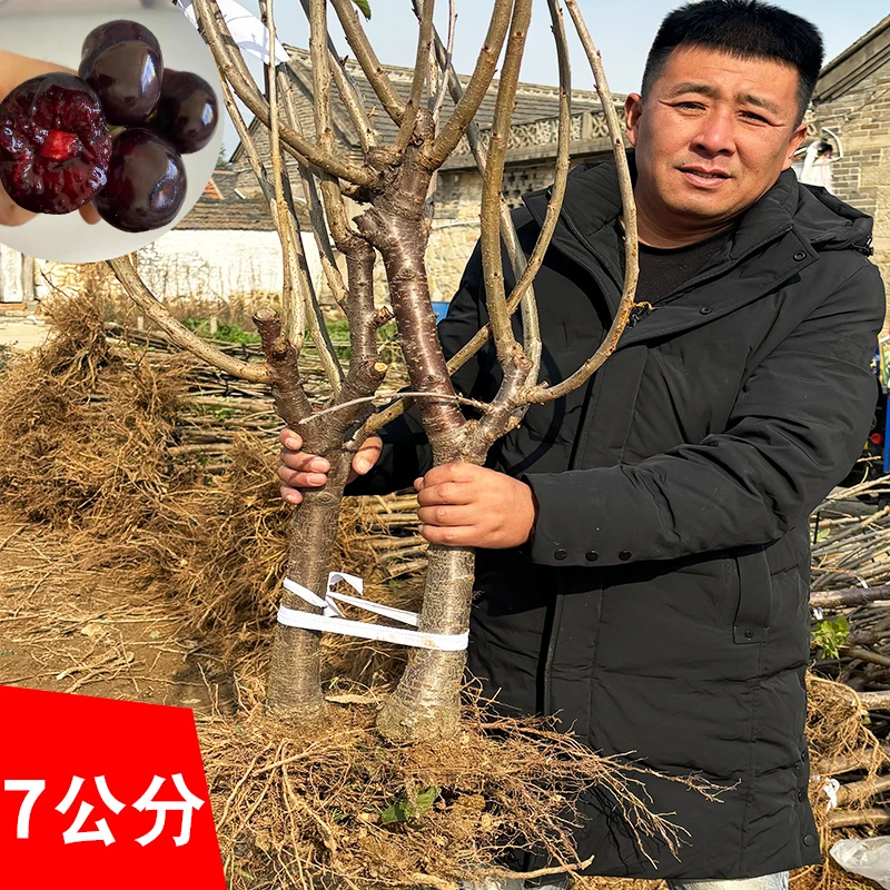 7公分车厘子树苗烟台大樱桃树嫁接树苗盆栽地栽矮化果树苗栽培