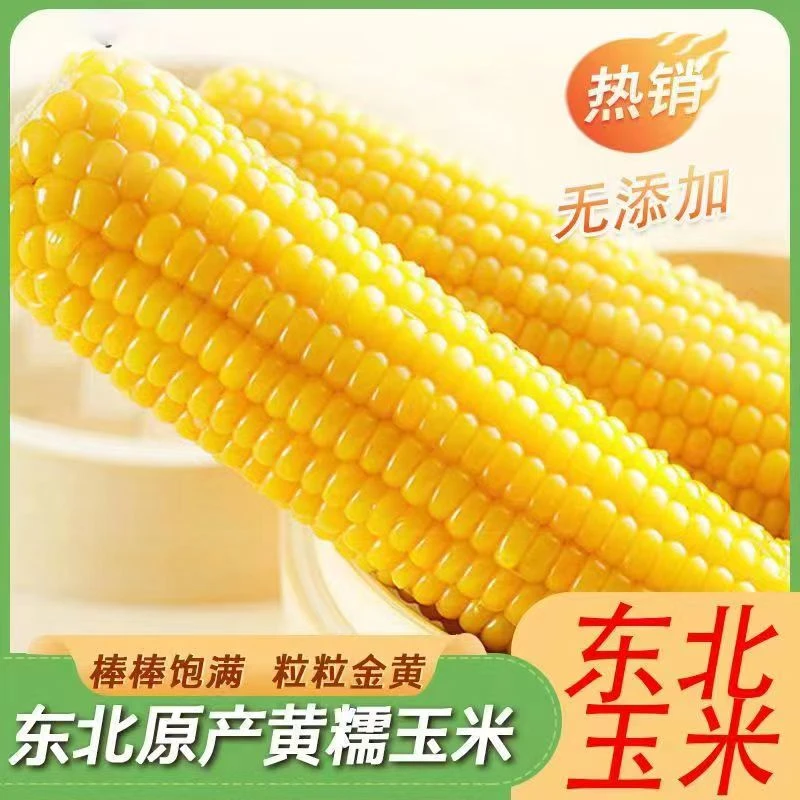 【到手10支】东北新鲜小黄糯玉米双棒装约350g一袋*5袋10支非转基因
