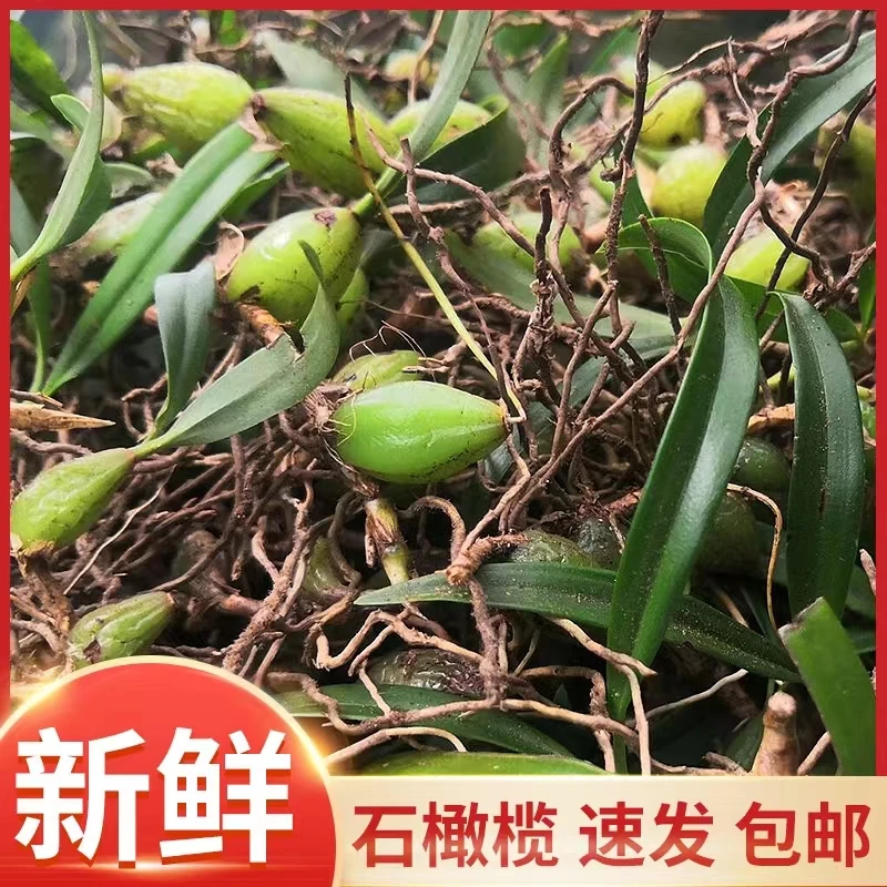 高山石橄榄500克包邮