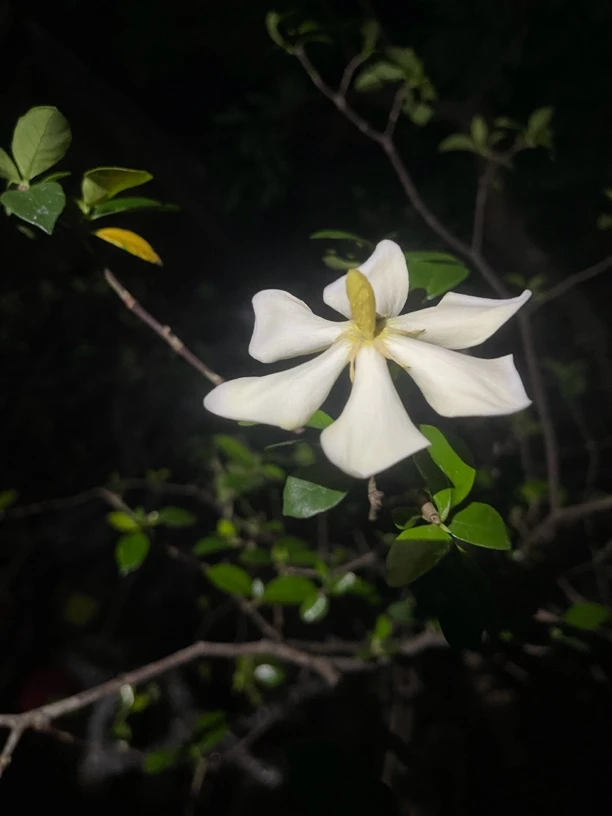 海岛春花盆景栀子花山里红盆栽碎米茶盆栽一物一拍新疆西藏不包邮
