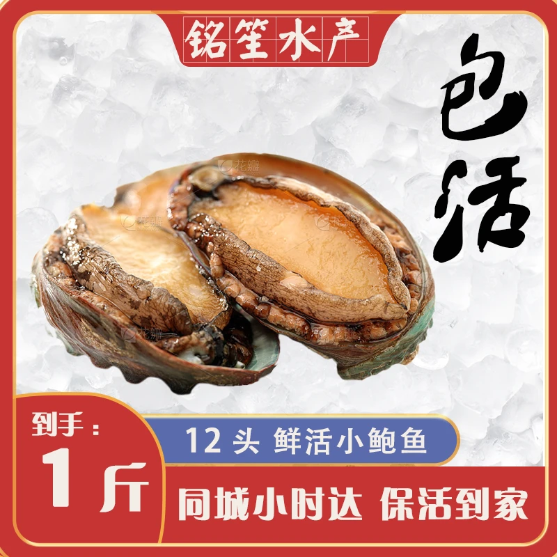 【包活到家】1斤鲜活鲍鱼同城小时达肉厚Q弹紧致美味海鲜