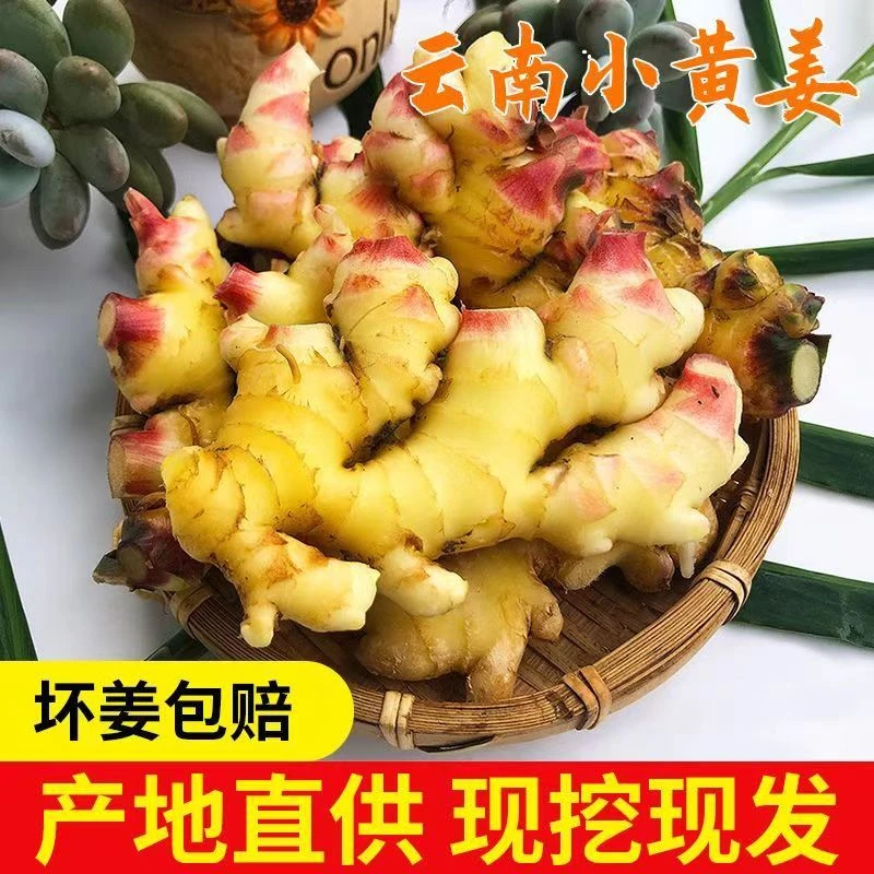 A3云南小黄姜新姜嫩姜青苗姜3斤5斤现挖新鲜发货小黄姜