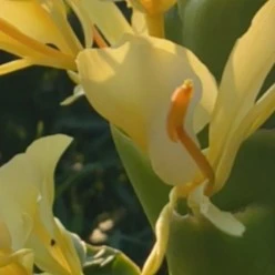 贵州新鲜草果花炖汤现摘现发新鲜草果