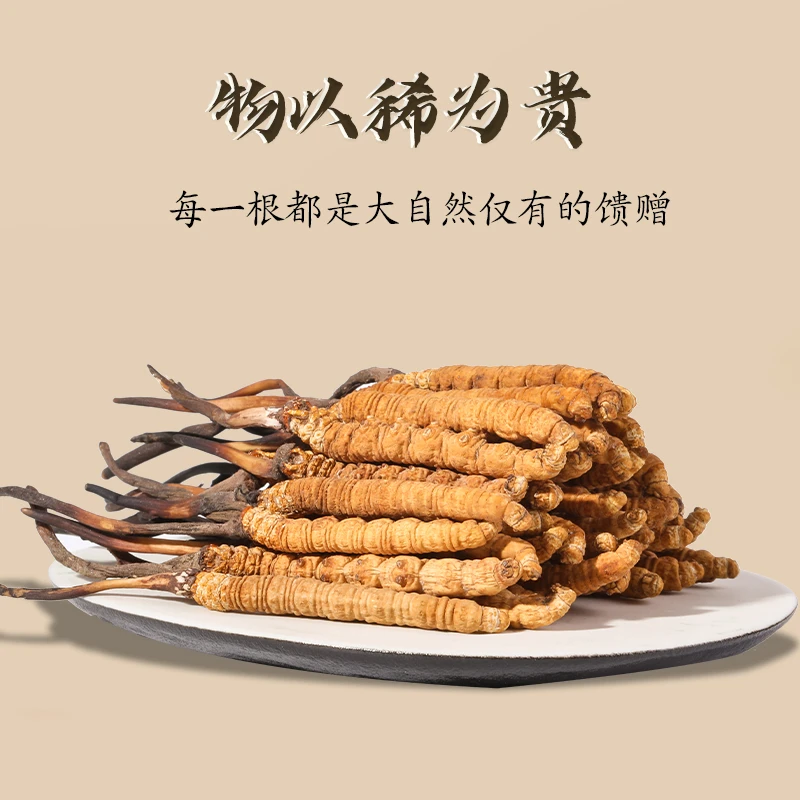 冬虫夏草 精选虫草2根