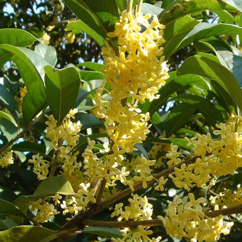 精品老桩桂花树金桂丹桂四季桂地栽庭院盆景一物一拍包邮基地直发