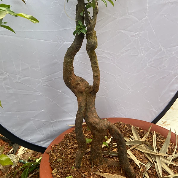 藏月家小山灌木金弹子生桩