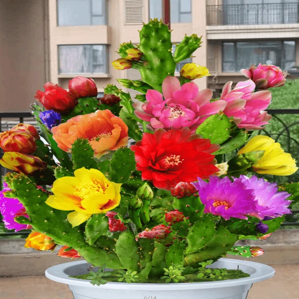 【基地直发】嫁接苗 翡翠千手观音 盆栽地栽植物 大花重瓣花期长