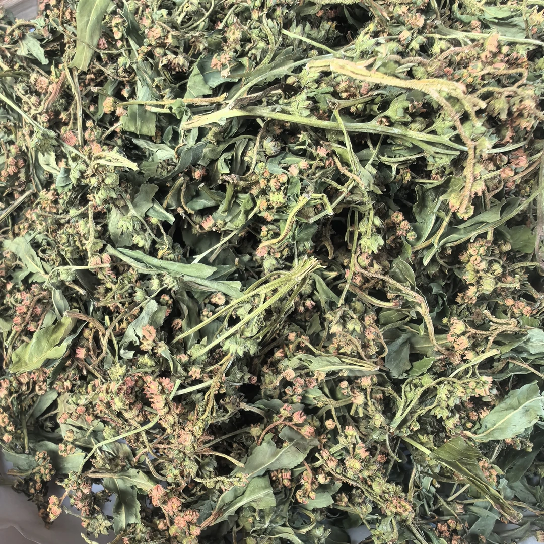 【阿海精选】土特产赶黄草