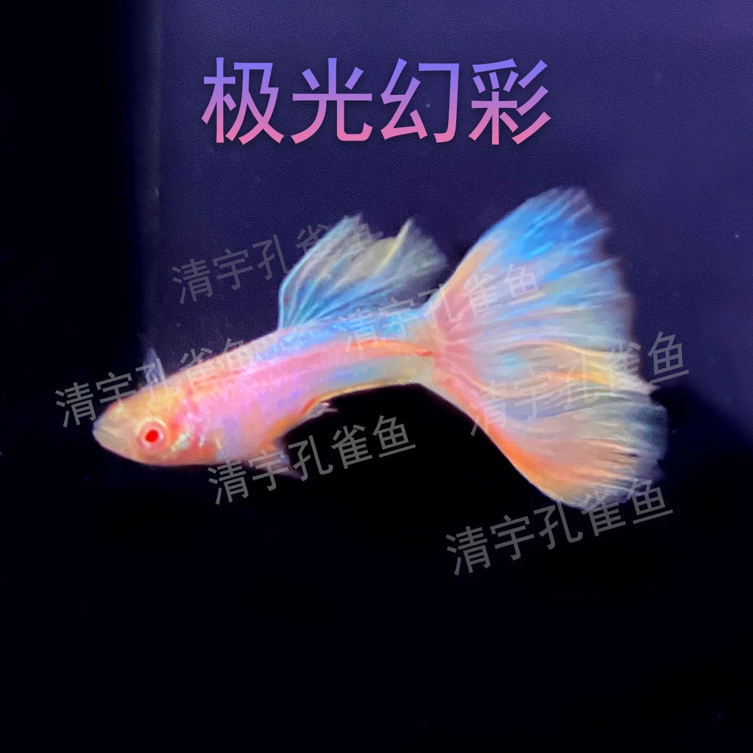 极光幻彩孔雀鱼（入缸不包损）