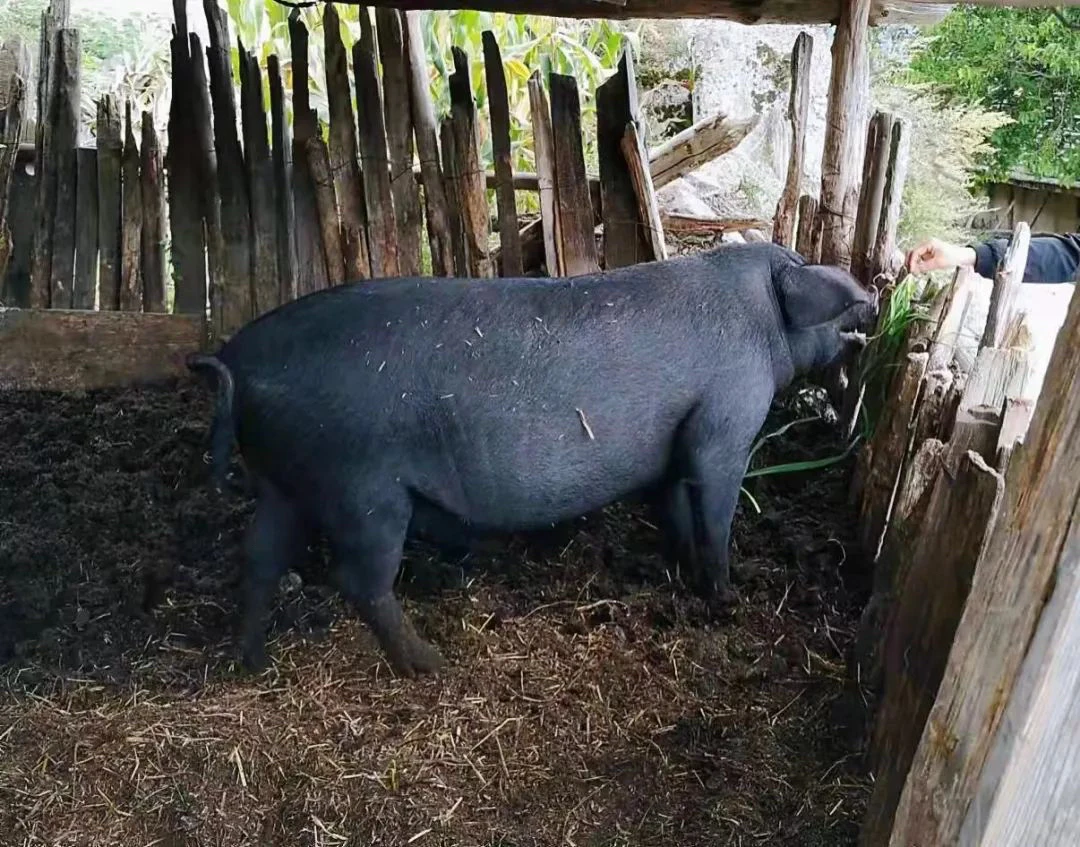 (1)贵州农家黑土猪肉-(现称改价)重量以直播间为准