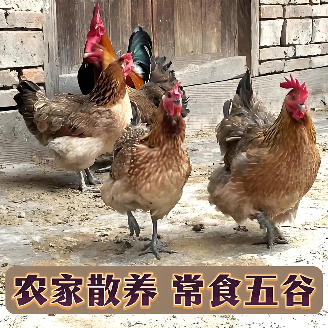 农家散养一年半土老母鸡【煲汤】买一只送一只试吃【2只净重4斤以上】